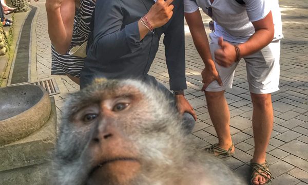 One Day Tour Sacred Monkey Forest Sanctuary Ubud