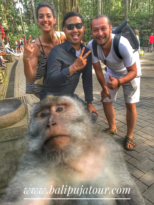 One Day Tour Sacred Monkey Forest Sanctuary Ubud